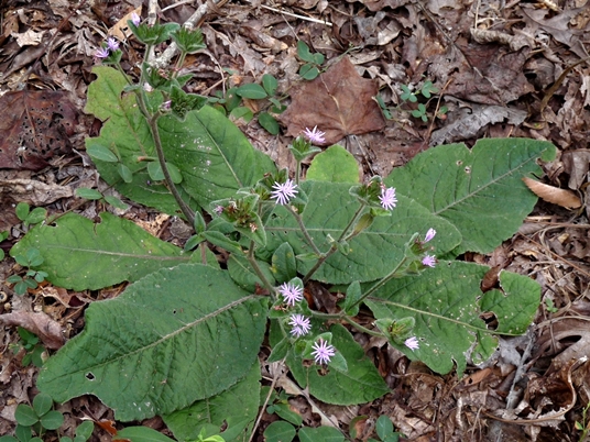{Elephantopus tomentosus}